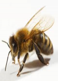 pszczelarz-beekeeper