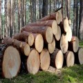Niemcy - praca przy sortowaniu drewna 