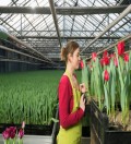 Praca w Holandii dla wszystkich - Kwiaty