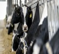 Dojarz Irlandia - praca w gospodarstwach mlecznych 150-200 krw