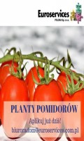 Szklarnia - planty pomidorw