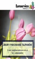 zbiory/pakowanie tulipanw