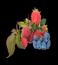 Zbir owocw - Francja - od czerwca 