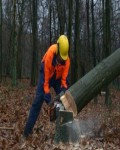 Praca w Niemczech dla Pilarzy , Arborystw