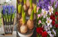 Produkcja- bukiety kwiatowe DARMOWY BUS DO NL