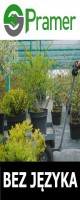 Pracownik szkki drzewek ozdobnych (Rijssen)