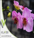 Pielgnacja kwiatw doniczkowych- praca w Holandii od zaraz