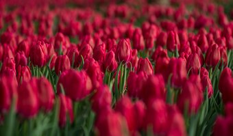 Zrywanie tulipanw