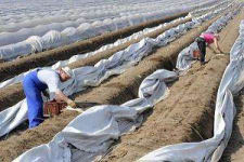 OD ZARAZ szukamy pracy przy SZPARADZE!!