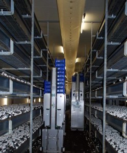 Niemcy praca dla kobiet przy zbiorze pieczarek (NAJLEPIEJ Z DOSWIADCZENIEM W ZBIERANIU PIECZAREK)