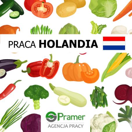 Pracownik sortowni warzyw - bez języka, bez doświadczenia!