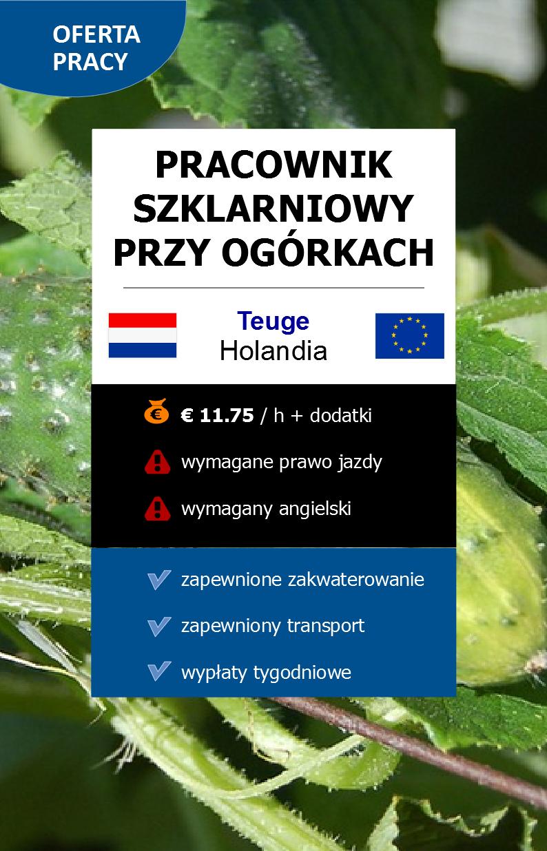 Pracownik szklarniowy przy ogórkach