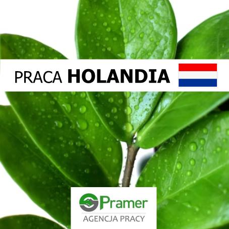 Pracownik szklarni z Zamiokulcasami (Erica)