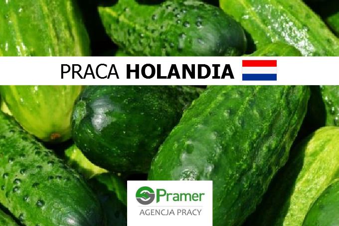Pracownik szklarni z ogórkami