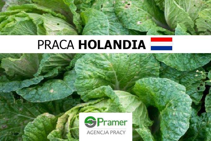 Pracownik przy lini sortującej warzywa (wymagane prawo jazdy)