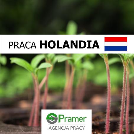 Pracownik sezonowy przy plewieniu (Dronten, Emmeloord, Kampen)