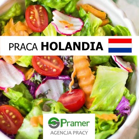 Pracownik produkcji sałatek (Dronten) DLA PAR I SINGLI 