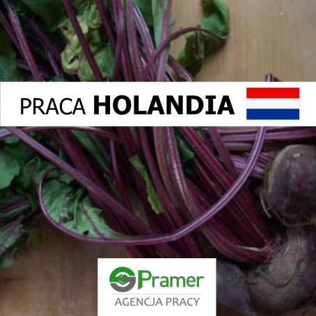 Pracownik produkcji buraczków (Zeewolde) €11.75+dodatki