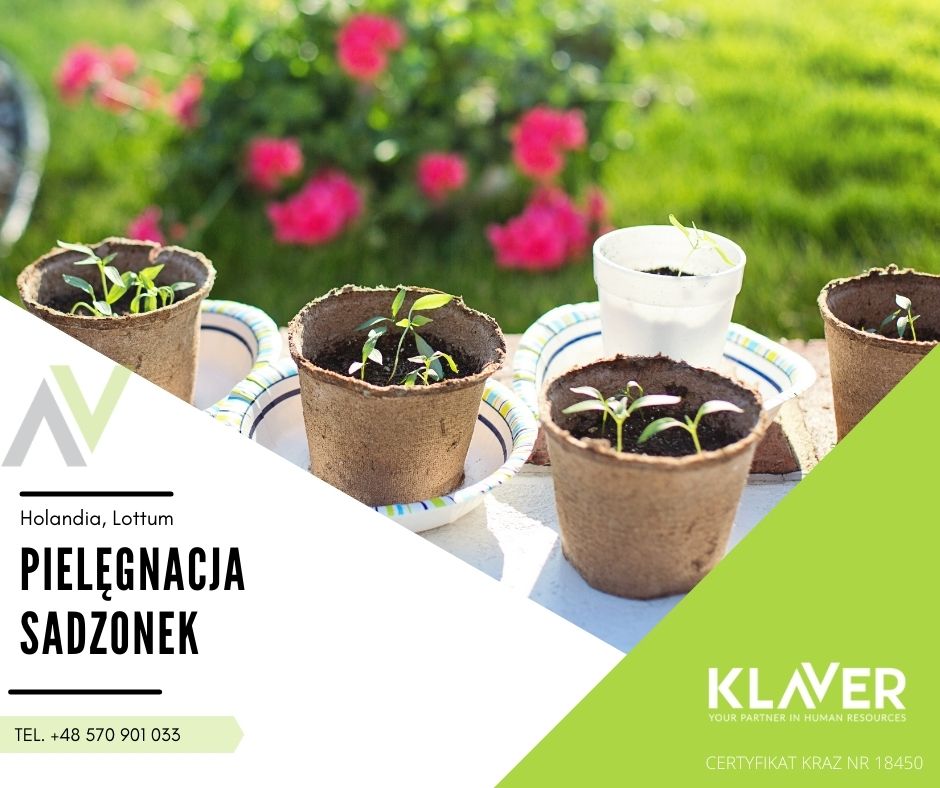 Uprawa I Pielęgnacja Sadzonek Praca W Holandii