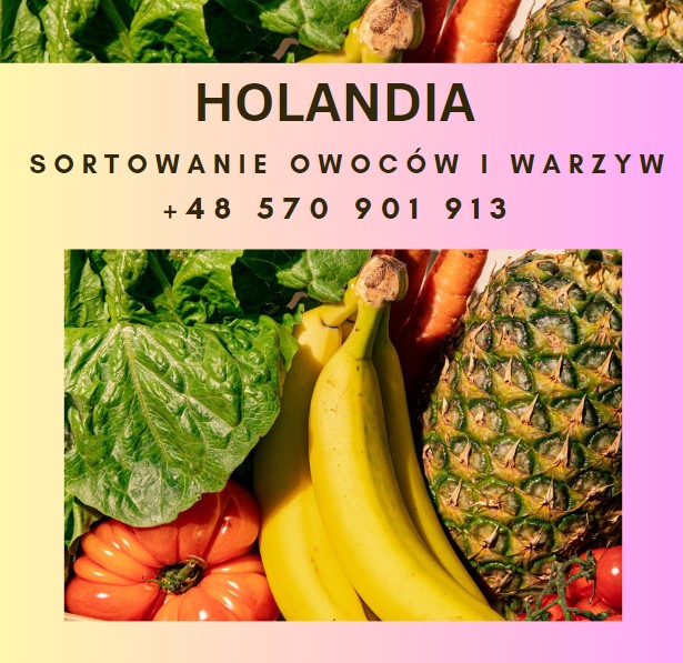 Praca Przy Pakowaniu Owoców W Holandii – Bez Doświadczenia