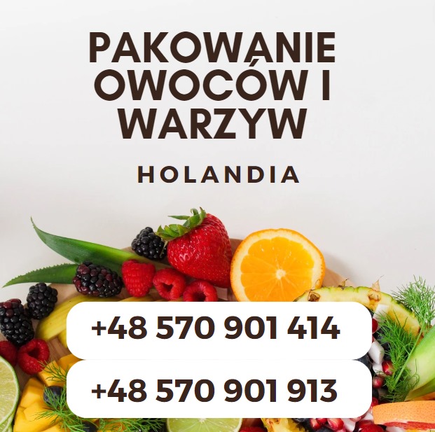 Oferta Pracy W Holandii- Start Od Zaraz! Haga, Rotterdam, Westland