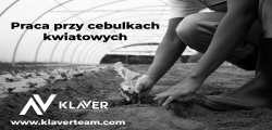 Praca Za Granicą- Praca Przy Cebulkach- Od Zaraz!