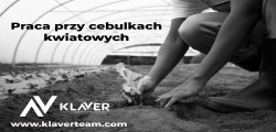 Praca Za Granicą- Praca Przy Cebulkach- Od Zaraz!