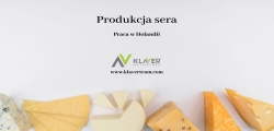 Praca W Holandii- Produkcja Sera- Od Zaraz