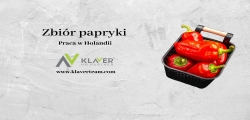 Praca Za Granicą - Zbiór Papryki- Holandia!