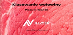 Klasowanie Wołowiny I Cielęciny- Praca W Holandii Od Zaraz