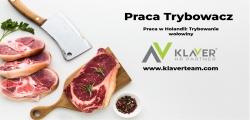 Trybowanie Wołowiny- Praca W Holandii Od Zaraz