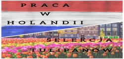 Praca Przy Tulipanach - Holandia