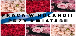 Praca Przy Różach - ścinanie I Pielęgnacja - Holandia