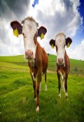 Farmer (dojarz) ze znaj. jęz. angielskiego lub niemieckiego