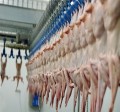Zakłady drobiarskie BUNSCHOTEN Holandia
