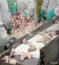 Holandia- praca na produkcji bez znajomości języka