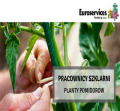 Szklarnia - planty pomidorów - od zaraz !
