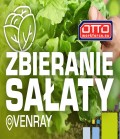 Zbieranie sałaty - Bardzo dobra stawka! - Holandia