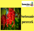 Sortowanie porzeczek-atrakcyjne wynagrodzenie