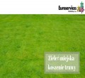 Zieleń miejska-koszenie trawy