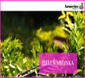 PRACOWNICY ZIELENI MIEJSKIEJ/KOSIARZE