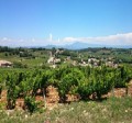 Winobranie 2018