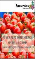 Pracownicy szklarni przy pomidorach