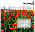 Gerbery - szklarnia - od zaraz !