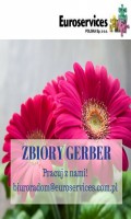 Gerbery - praca w szklarni - od zaraz Holandia