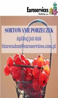 Sortowanie czerwonych porzeczek w Holandii!