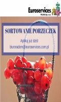 Sortowanie czerwonych porzeczek w Holandii!