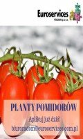 Szklarnia - planty pomidorów