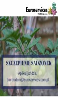 SZCZEPIENIE SADZONEK POMIDORÓW