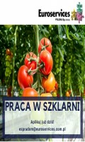 Pracownicy szklarni przy pomidorach